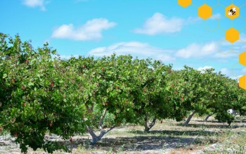 Uncovering the Global Roots of Cashews