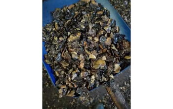 What is Cashew Shell? What is it Used For?