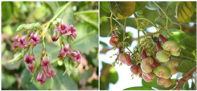 Thảo Mộc Mang Tên Đào Hay Điều